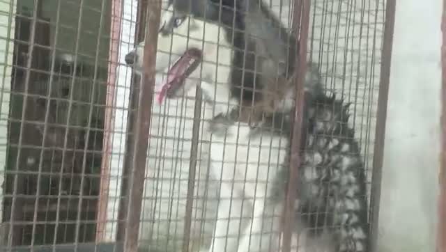 Siberian Husky Puppy | Black & White Color, farm video
