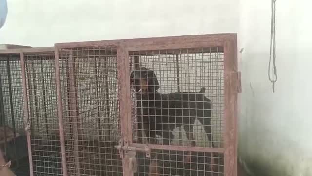 European Doberman Puppy, farm video