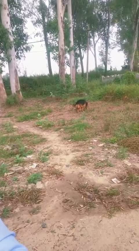 German Shepherd Puppy, farm video