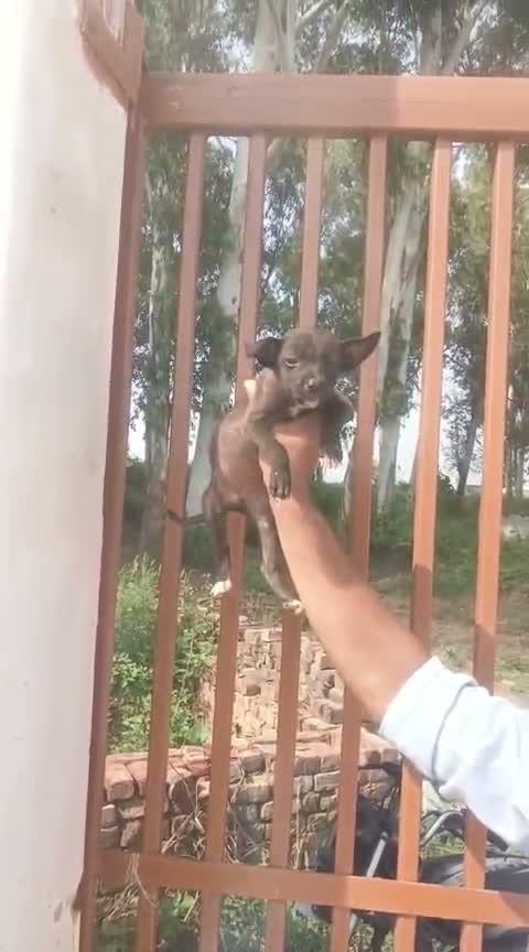 Pitbull Terrier Puppy, farm video