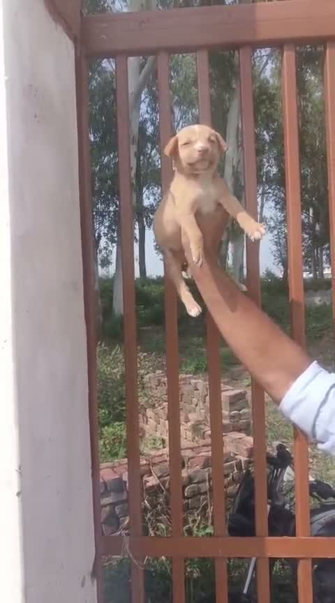 Pitbull Terrier Puppy, farm video