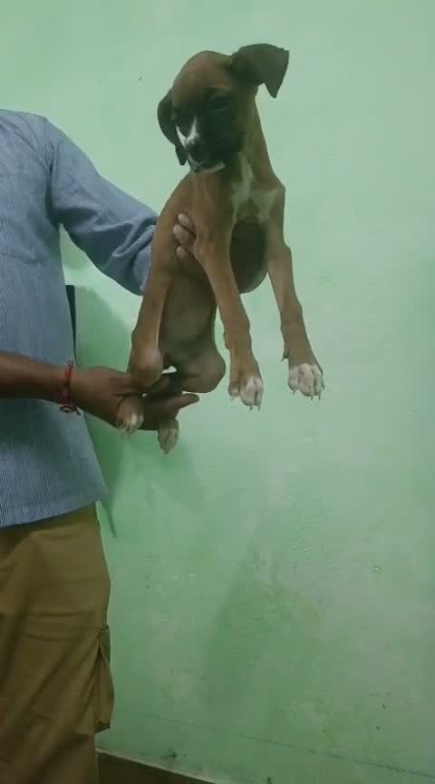 Dachshund Puppy, farm video