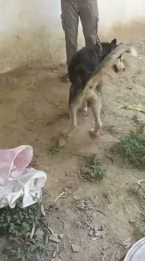 Siberian Husky Puppy | Black & White Color, farm video