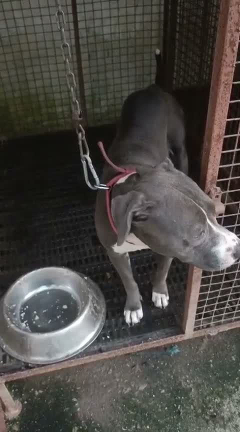 Pitbull Terrier Puppy, farm video