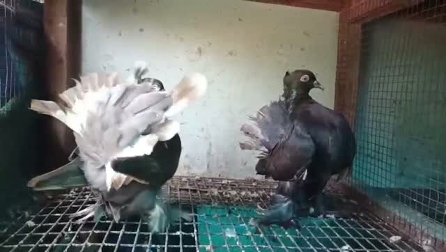 Fantail Pigeon, farm video