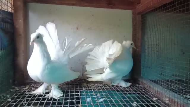 Fantail Pigeon, farm video