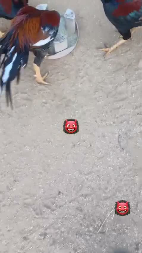 Rottweiler Puppy, farm video