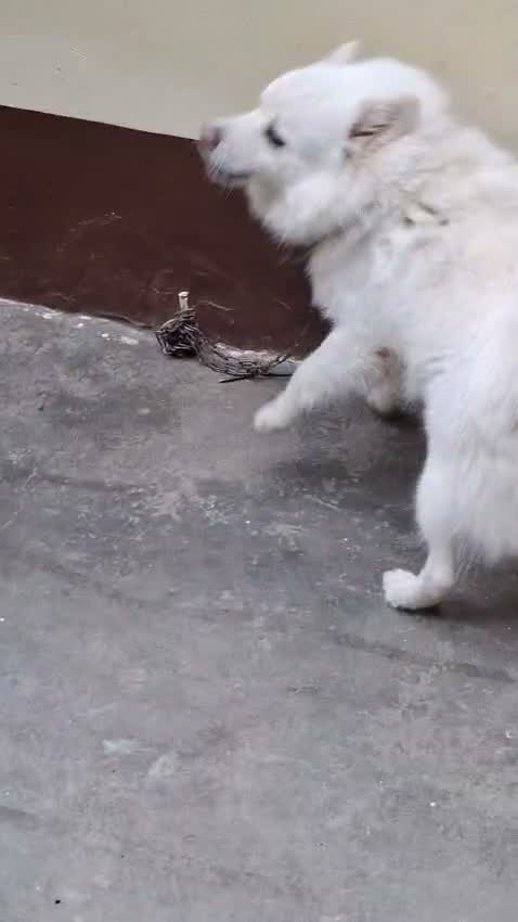 Culture Pom Puppy, farm video