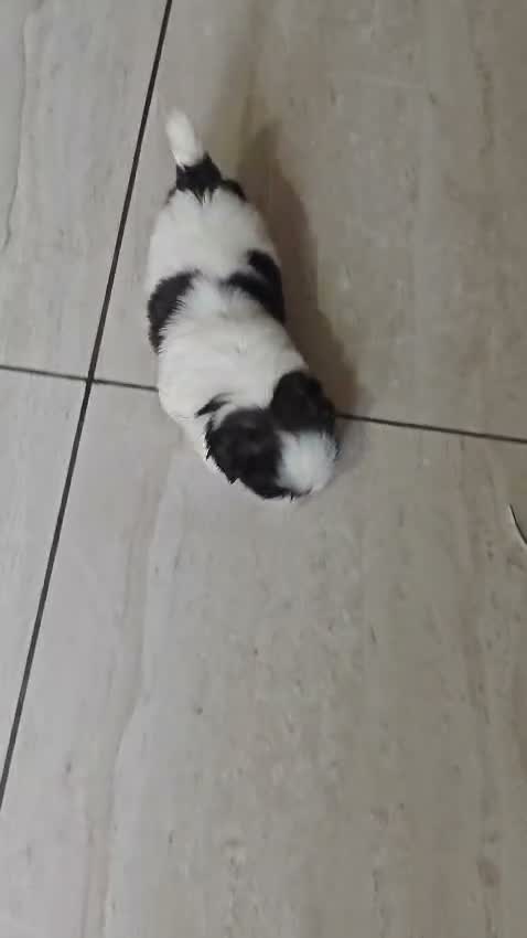 Dachshund Puppy, farm video