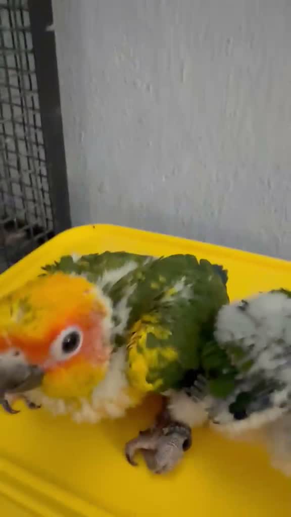 Small Cheek Conure, farm video