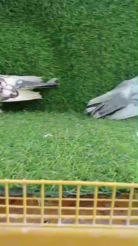 Chotiyal Pigeon, farm video