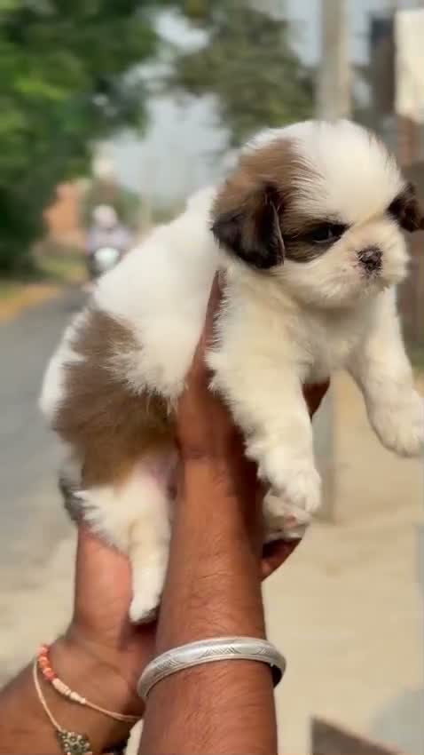 Shih Tzu | Black Color, farm video