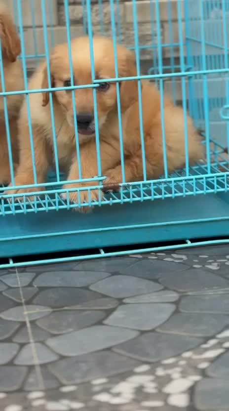 Beagle Black & Tan Puppy, farm video