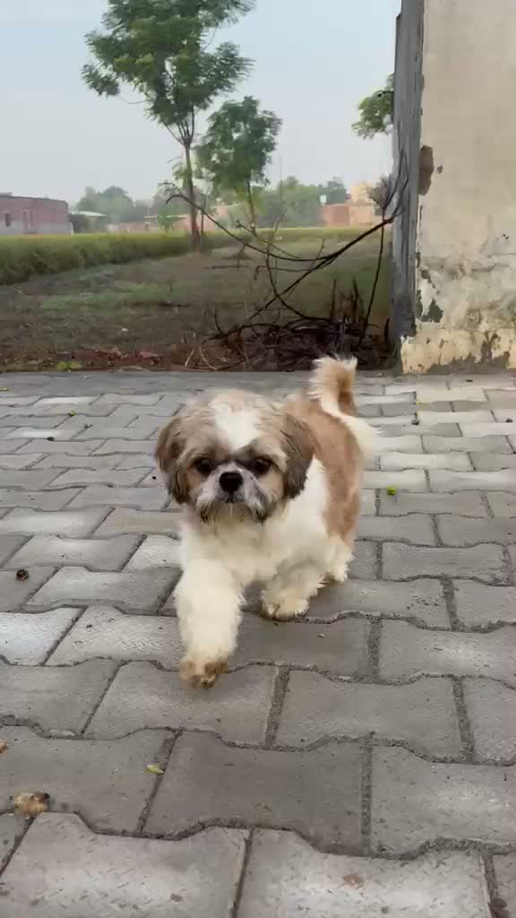 Shih Tzu | Black Color, farm video