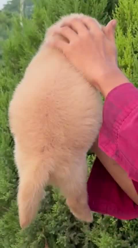 Golden Retriever, farm video