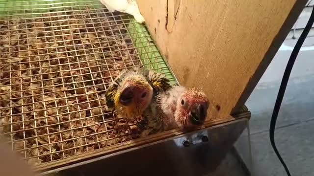Sun Conure, farm video