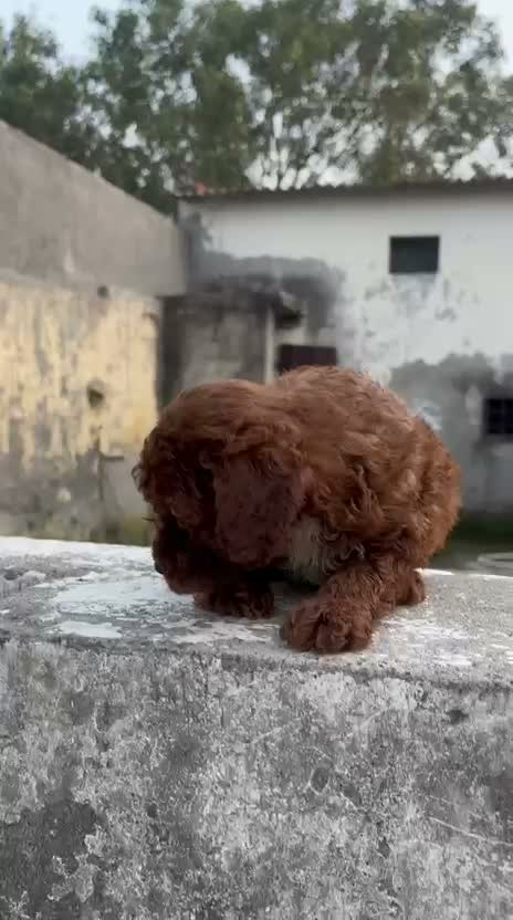 Standard Poodle Puppy, farm video