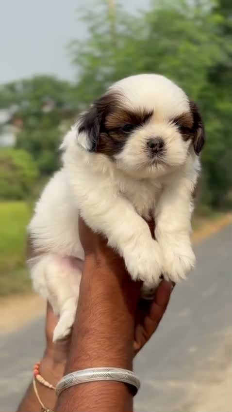 Shih Tzu | Black Color, farm video