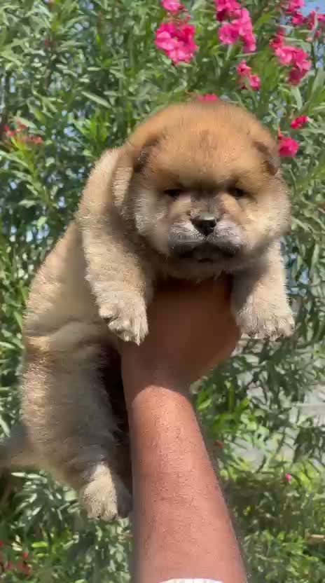 Chow Chow Puppies, farm video
