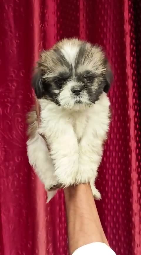 Shih Tzu | Black Color, farm video