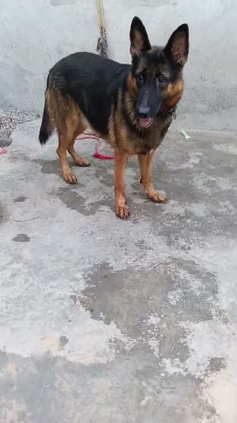 German Shepherd Puppy, farm video