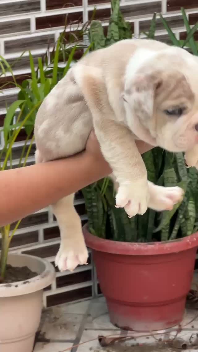 French Bulldog Puppy, farm video