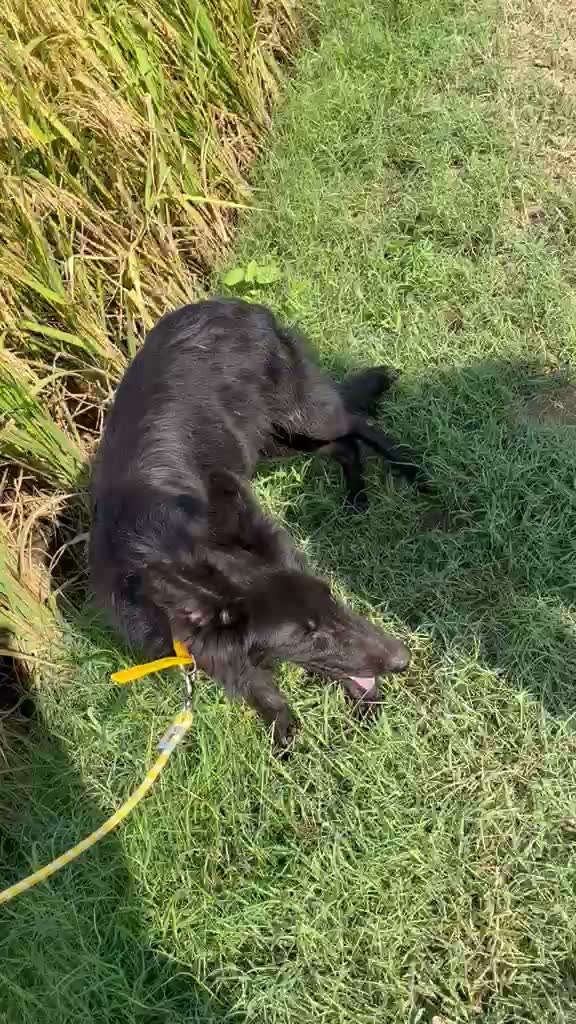 German Shepherd Puppy, farm video