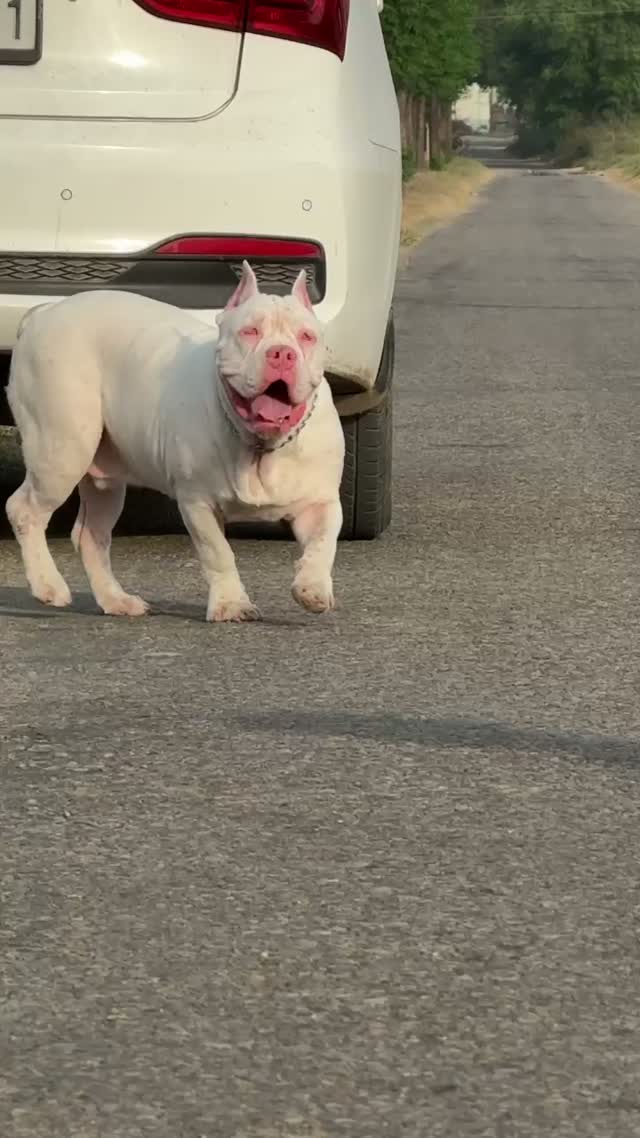 American Bully Pocket Size Puppy, farm video