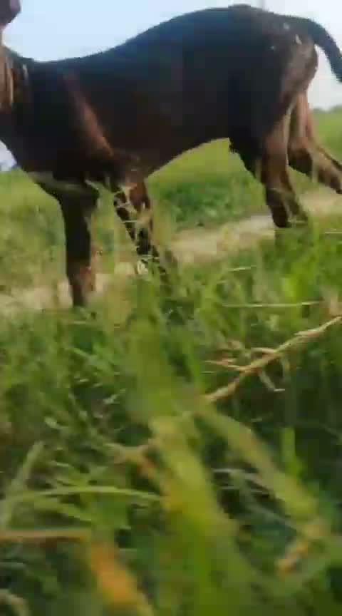Pitbull Terrier Puppy, farm video
