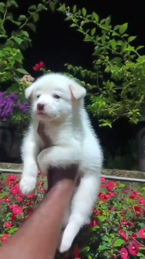 Culture Pom Puppy, farm video