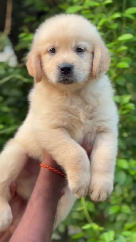 Golden Retriever, farm video