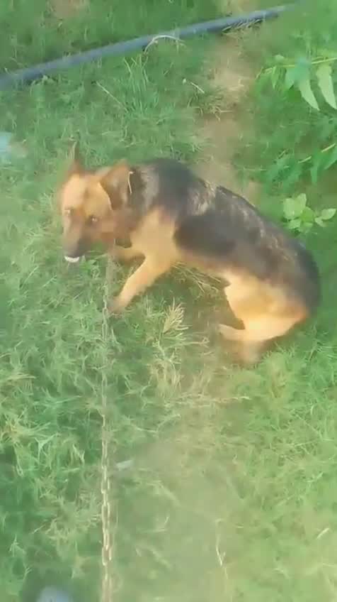 German Shepherd Puppy, farm video