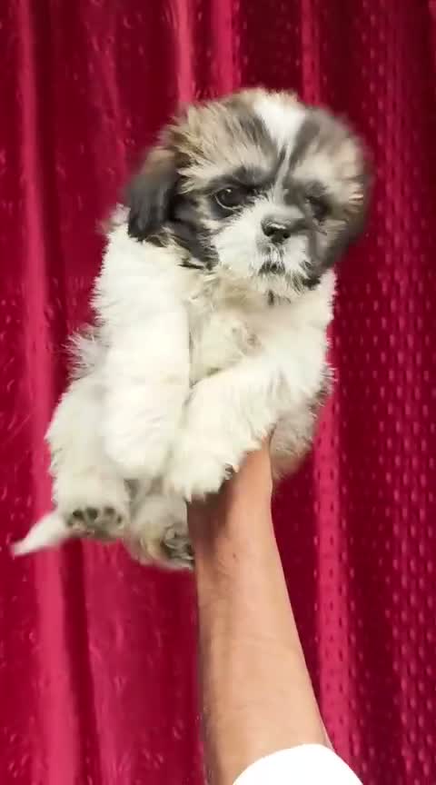 Shih Tzu | Black Color, farm video