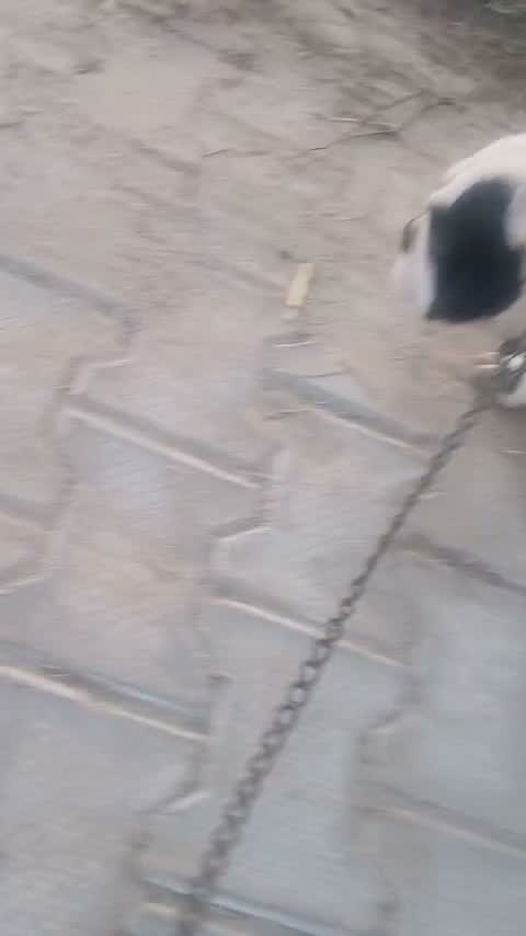 American Bully Pocket Size Puppy, farm video