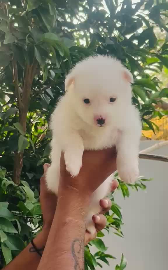 Pomeranian Puppy, farm video