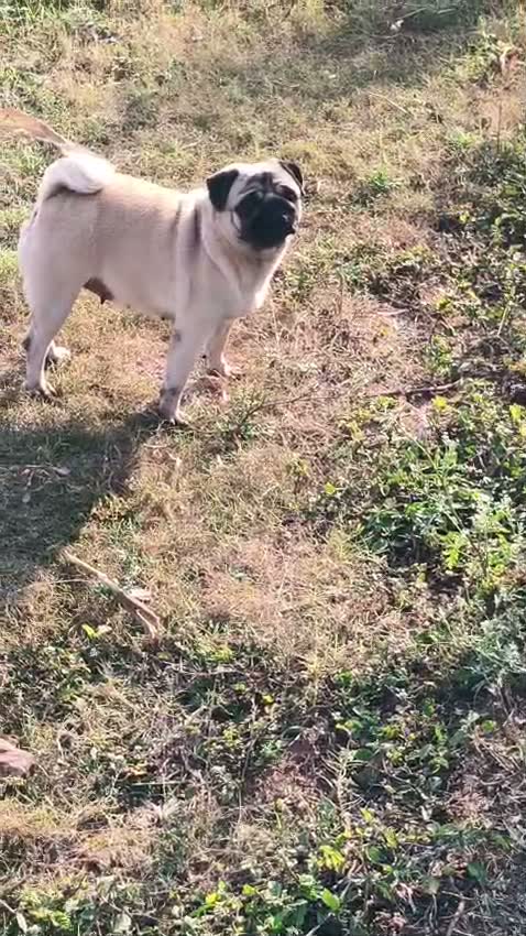 Pug Puppy, farm video