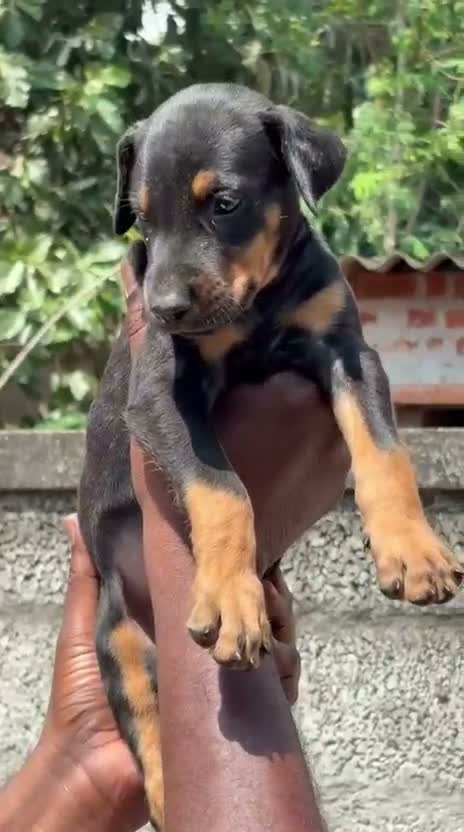 Doberman Pinscher Puppy, farm video