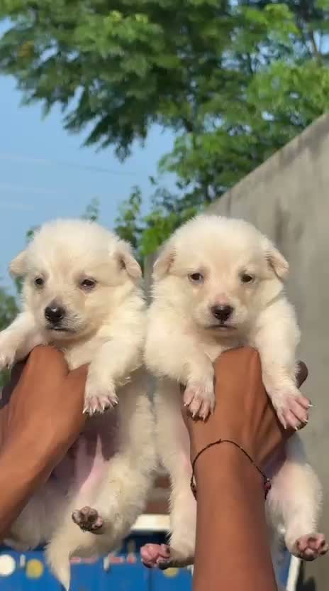 Pomeranian Puppy, farm video