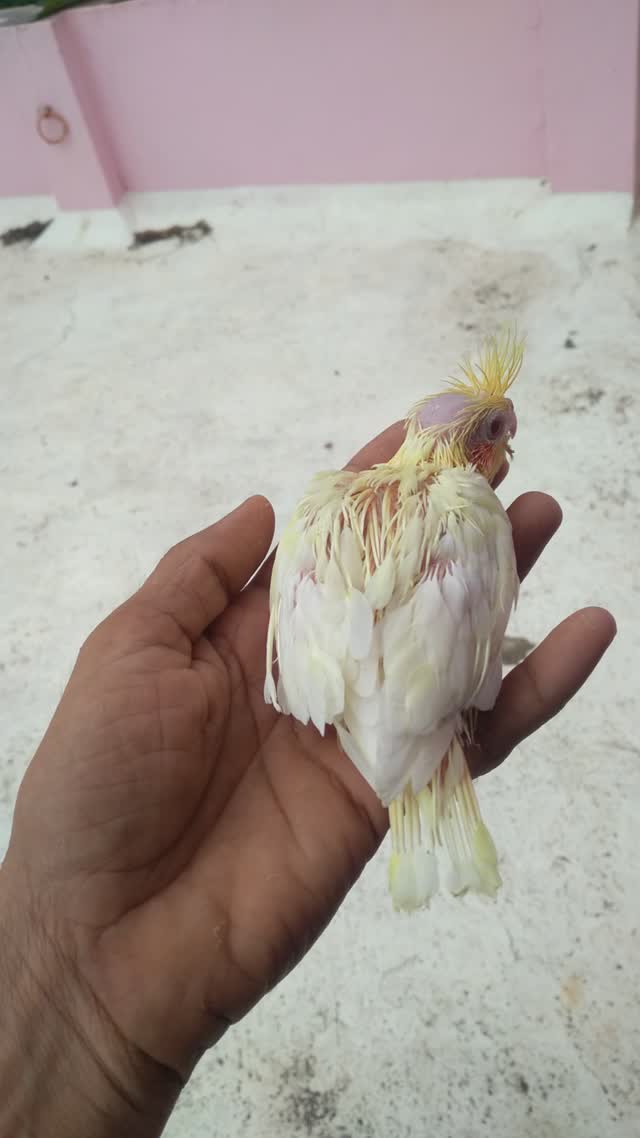 Cockatiel, farm video