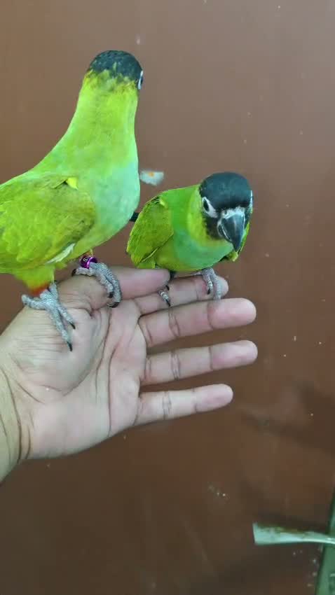 Small Cheek Conure, farm video