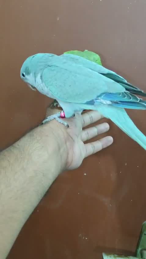 Blue Throated Conure, farm video