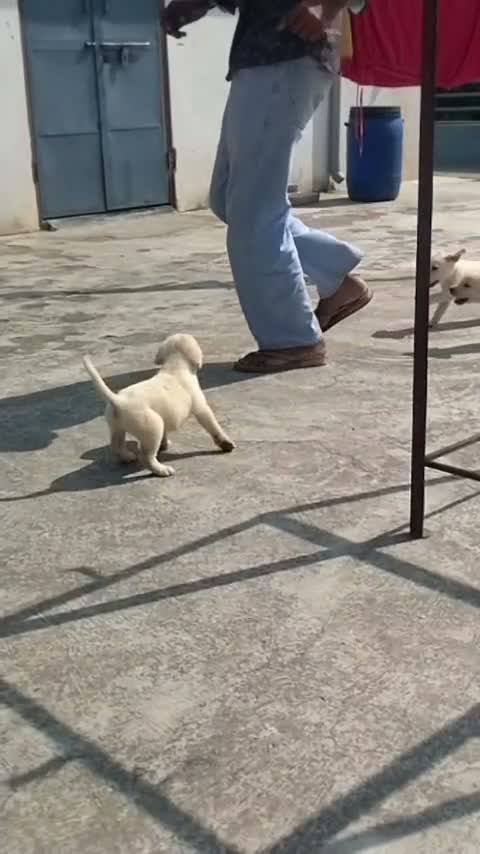 Beagle Black & Tan Puppy, farm video