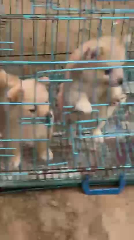Pomeranian Puppy, farm video