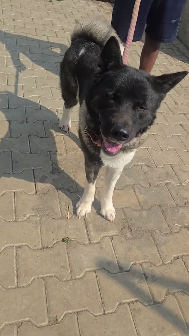 German Shepherd Puppy, farm video