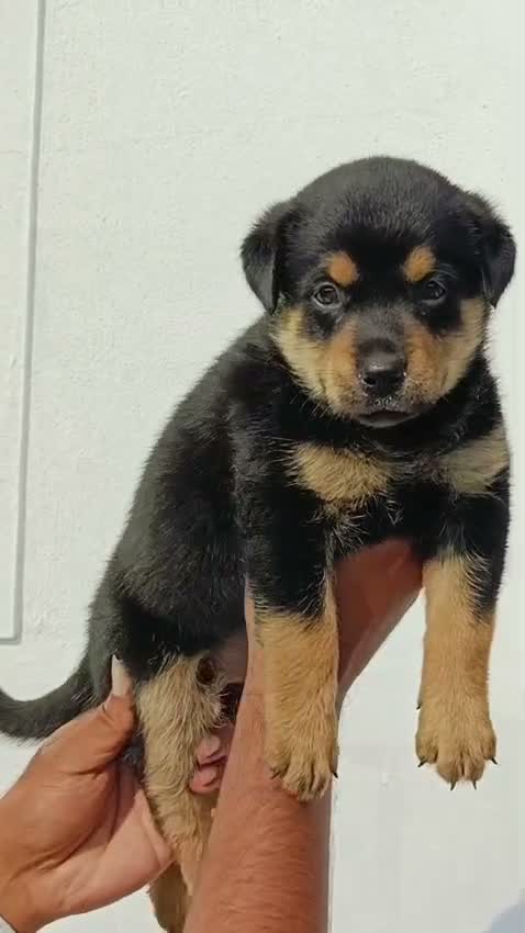 Rottweiler Puppy, farm video