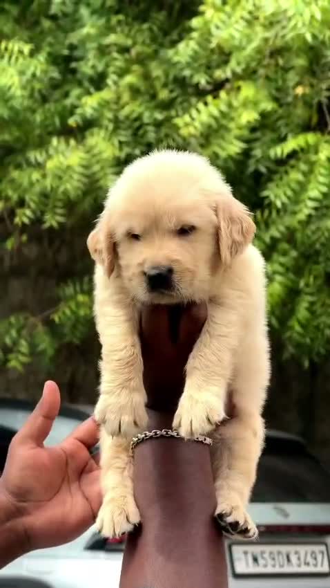 Golden Retriever, farm video