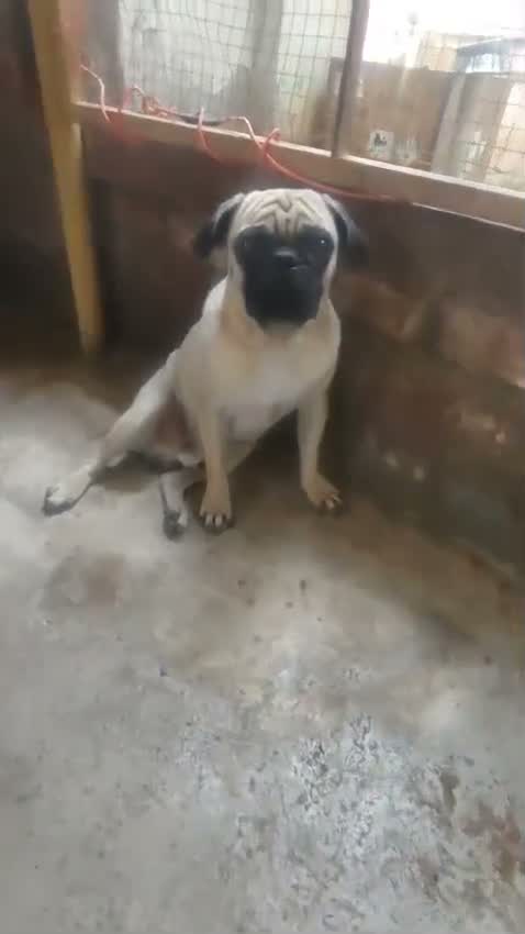 Pug Puppy, farm video
