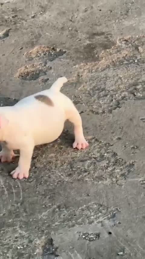 American Bully Pocket Size Puppy, farm video
