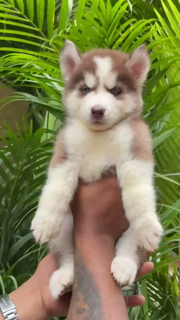 Siberian Husky Puppy | Black & White Color, farm video