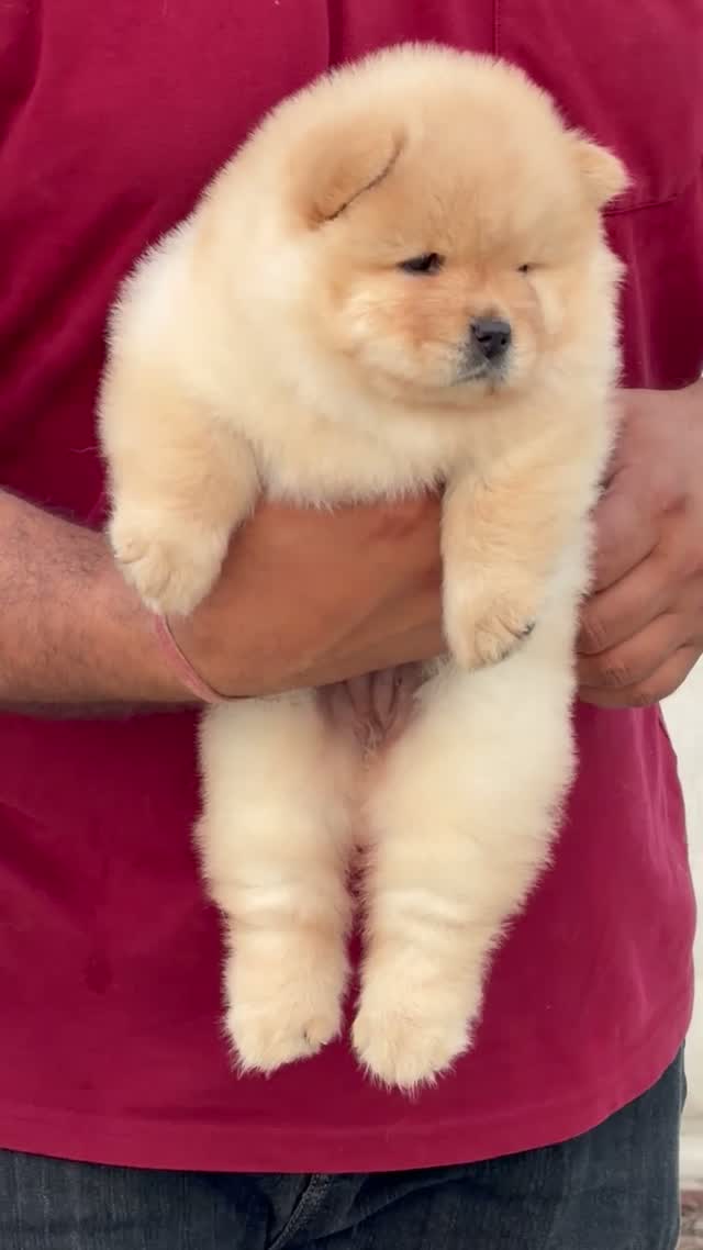 Chow Chow Puppies, farm video